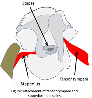 attachment of tensor tympani and stapedius to ossicle